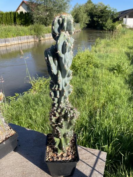 Cereus peruvianus monstrosus